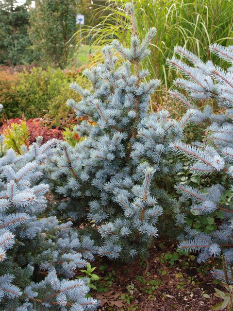 Picea pungens 'Mecky'