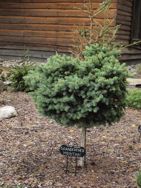 Picea rubens 'Grandfather Mountain'