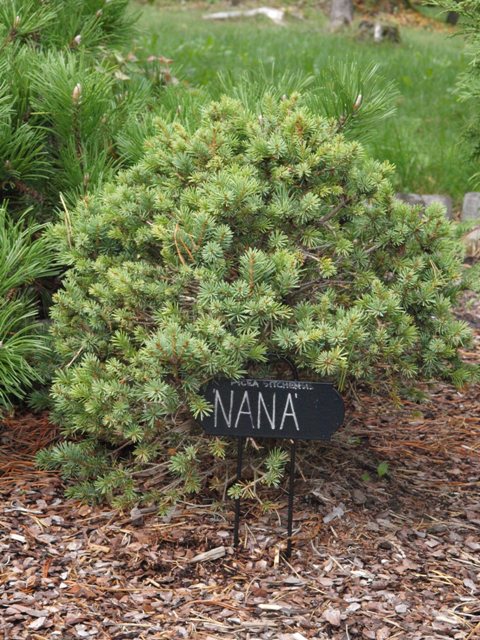 Picea sitchensis 'Nana'