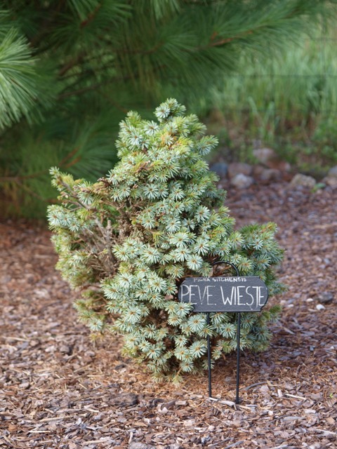 Picea sitchensis 'Pévé Wiesje'