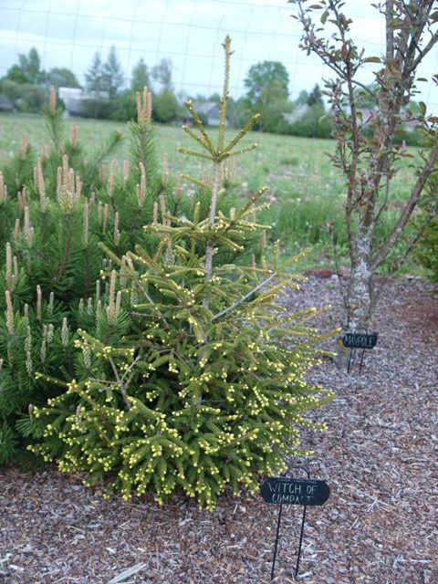 Picea orientalis 'Witch of Compact'