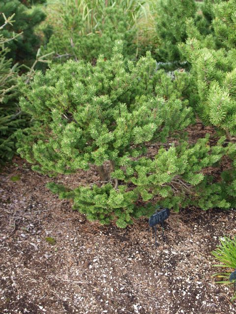 Pinus banksiana 'Chippewa'