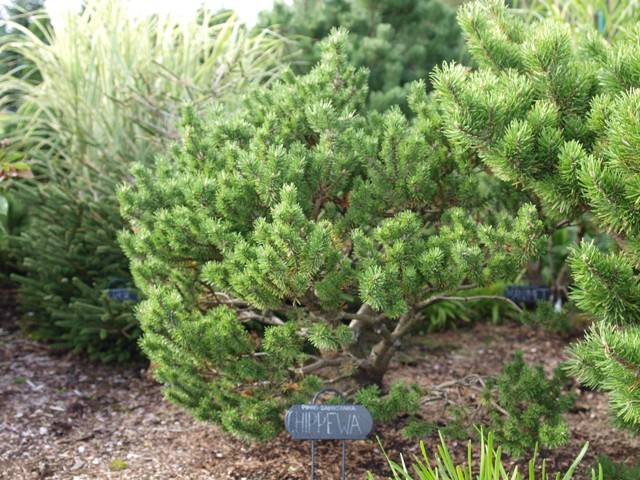 Pinus banksiana 'Chippewa'