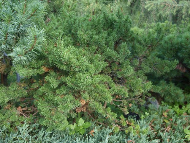 Pinus banksiana 'Schneverdingen'