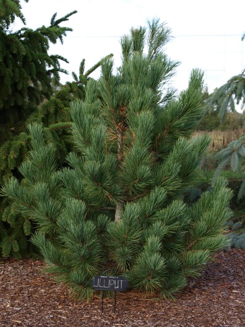Pinus cembra 'Lilliput'