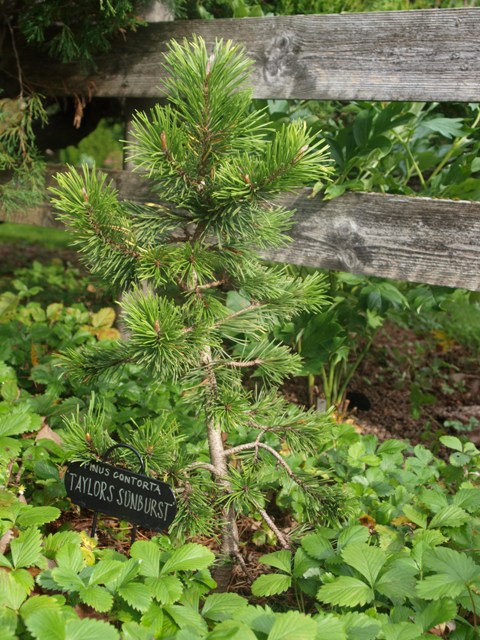 Pinus contorta 'Taylor's Sunburst'