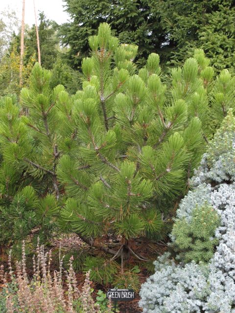 Pinus heldreichii 'Green Brush'