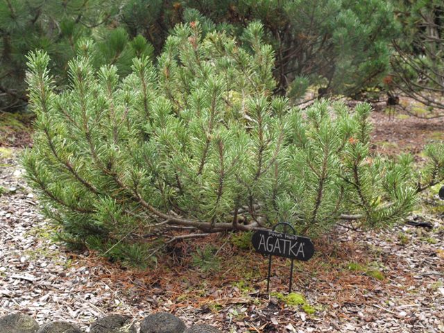 Pinus mugo 'Agatka'
