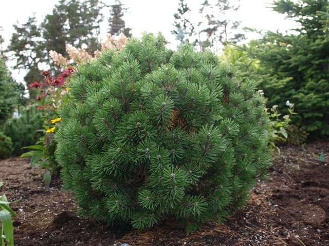 Pinus mugo 'Caravanek'