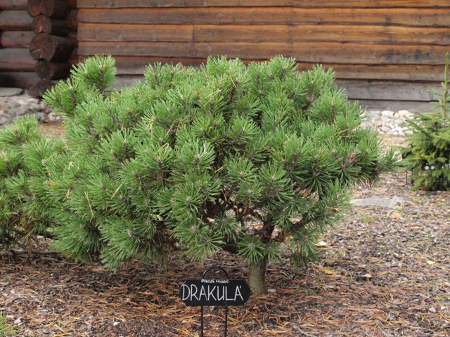 Pinus mugo 'Drakula'