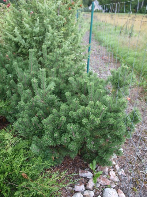 Pinus mugo 'Glendale'
