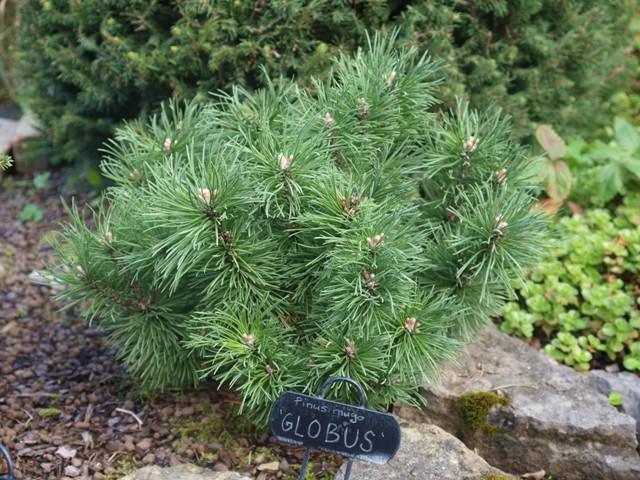 Pinus mugo 'Globus'