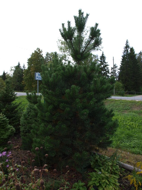 Pinus mugo 'Gnom'