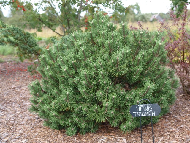 Pinus mugo 'Heinis Triumph'