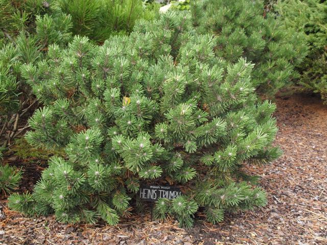 Pinus mugo 'Heinis Triumph'