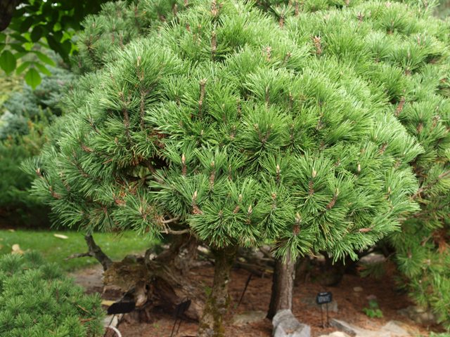 Pinus mugo 'Humpitz'