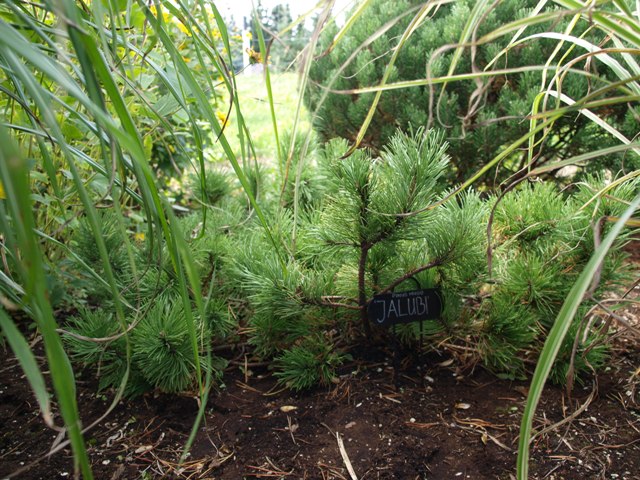 Pinus mugo 'Jalubi'