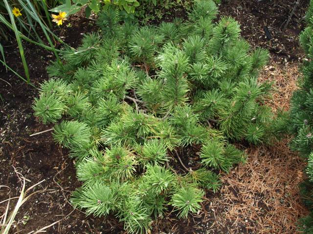 Pinus mugo 'Jalubi'