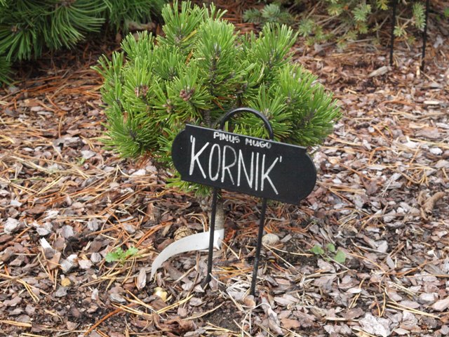 Pinus mugo 'Kornik'