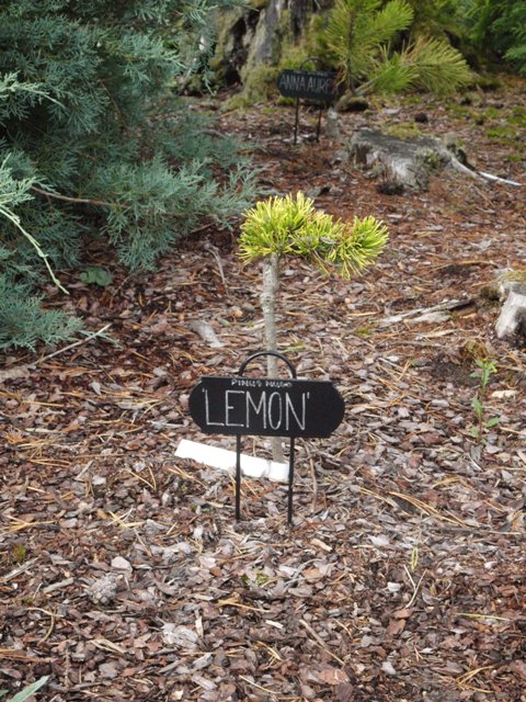 Pinus mugo 'Lemon'