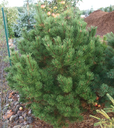 Pinus mugo 'Lilliput'