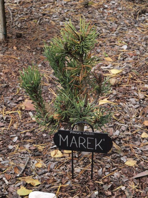 Pinus mugo 'Marek'