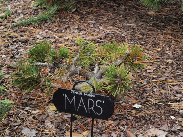 Pinus mugo 'Mars'