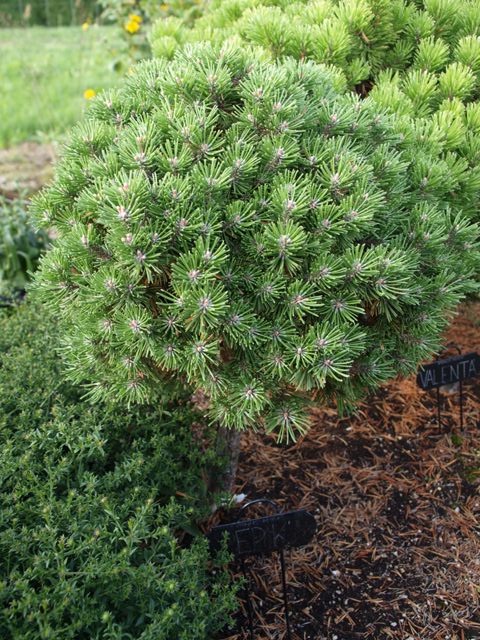 Pinus mugo 'Pepik'