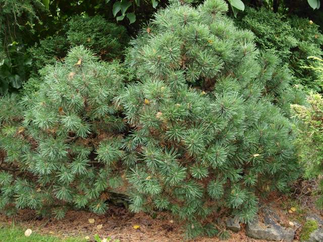 Pinus mugo 'Piggelmee'