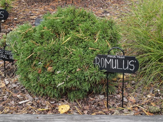 Pinus mugo 'Romulus'
