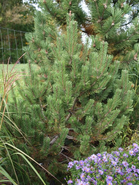 Pinus mugo 'Silvia'