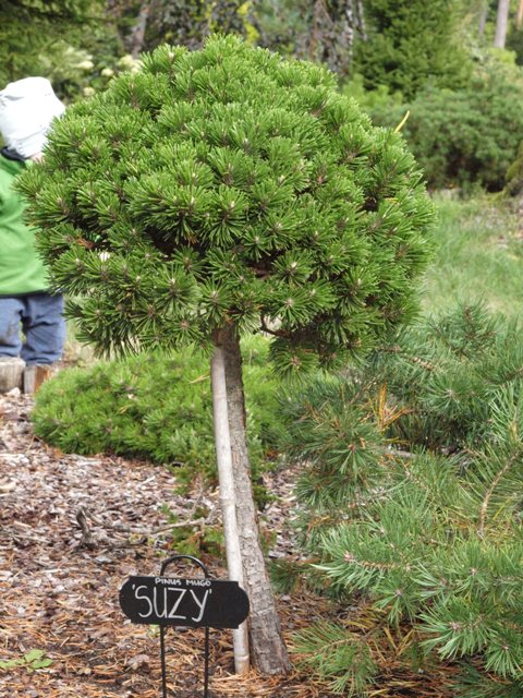 Pinus mugo 'Suzi'