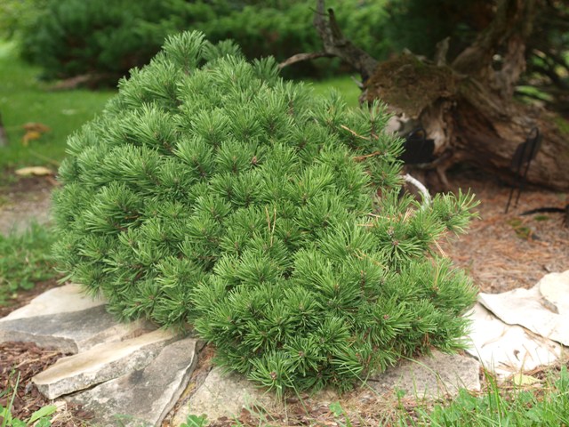 Pinus mugo 'Tuffet'