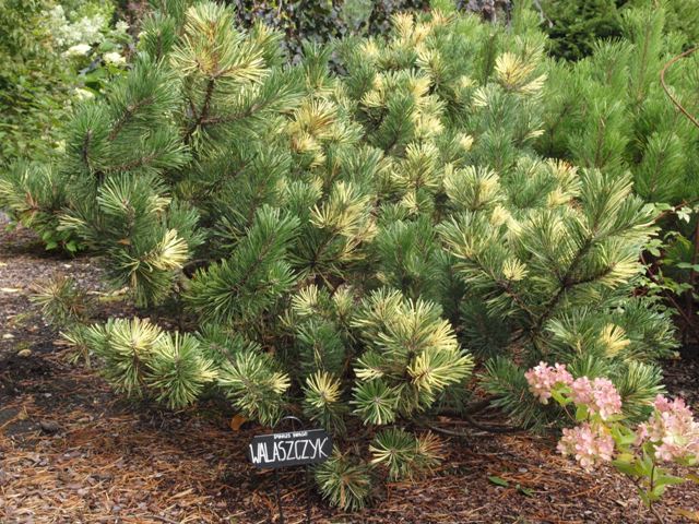 Pinus mugo 'Walaszczyk'
