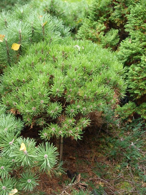 Pinus mugo 'Ježek'