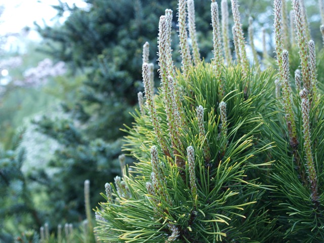 Pinus mugo 'Carsten's Wintergold'