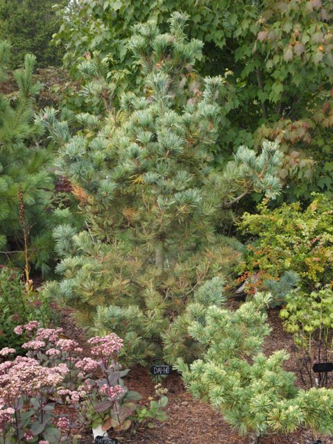 Pinus parviflora 'Dai-ho'