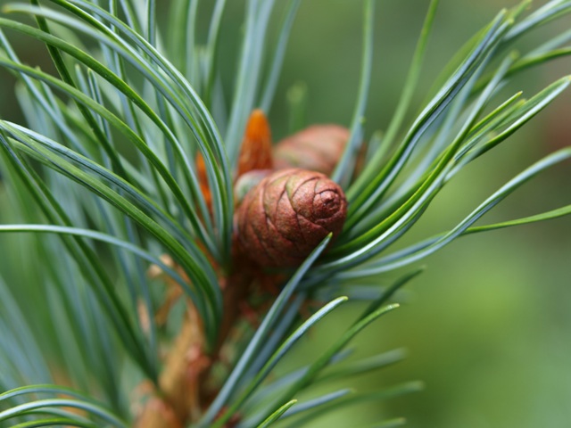 Pinus parviflora 'Fuku-zu-mi'