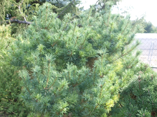Pinus parviflora 'Schoon's Bonsai'