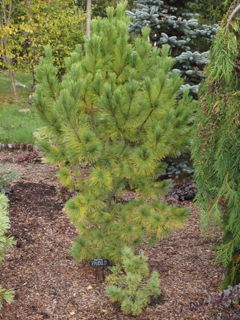Pinus peuce 'Raubold'