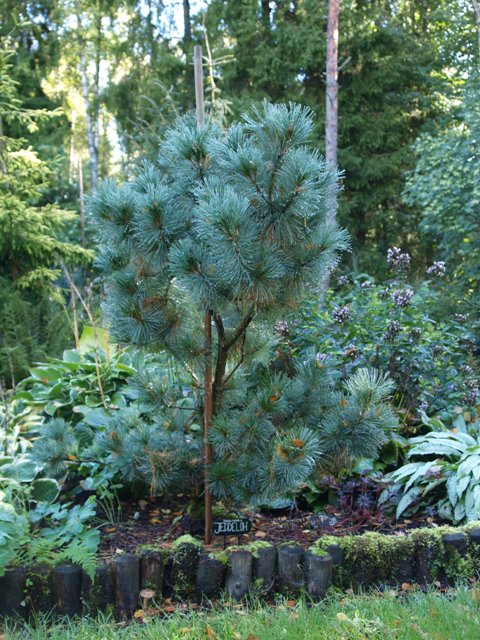 Pinus pumila 'Jeddeloh'