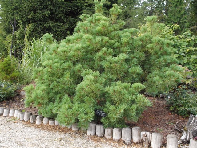 Pinus strobus 'Horsford'