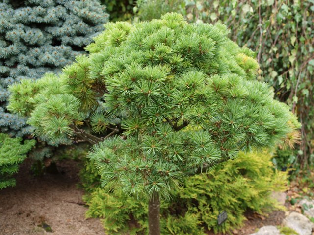 Pinus strobus 'Ontario'