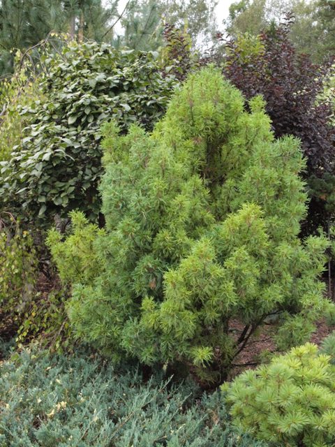 Pinus strobus 'Tiny Curls'