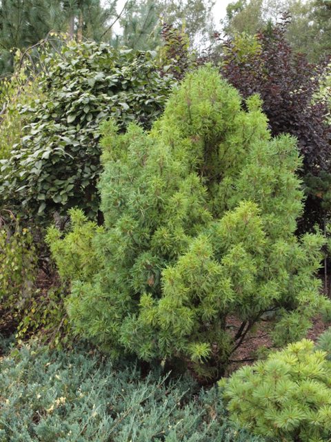 Pinus strobus 'Tiny Curls'