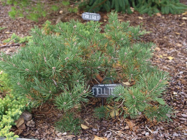 Pinus sylvestris 'Fjell Teppich'