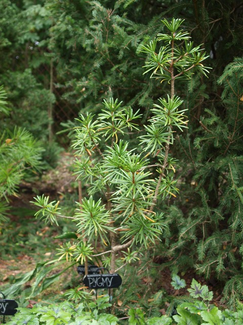 Sciadopitys verticillata 'Pygmy'