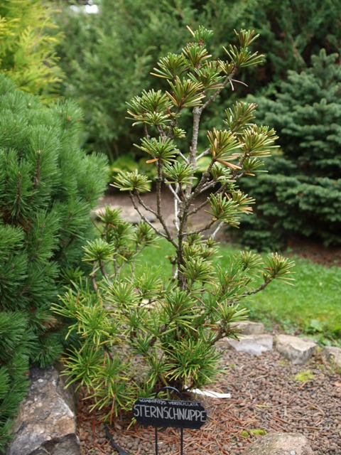 Sciadopitys verticillata 'Sternschnuppe'