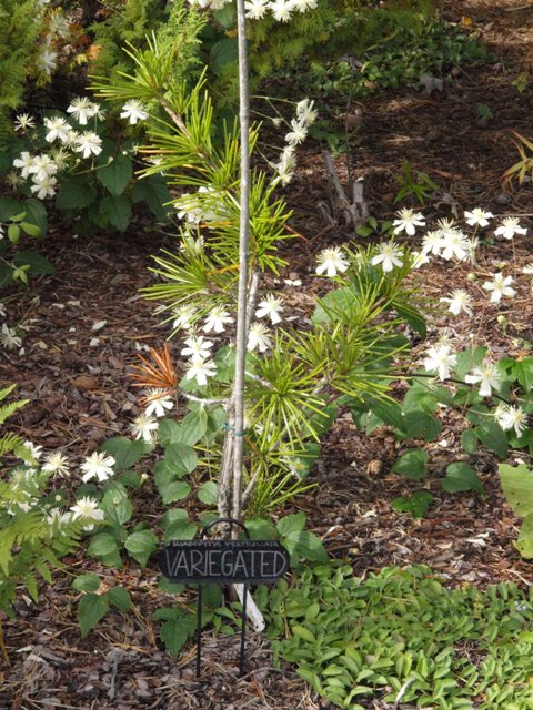 Sciadopitys verticillata 'Variegated'