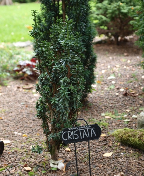 Taxus baccata 'Cristata'